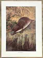 DUCK BILLED PLATYPUS -  1916 Antique Print, Colour Lithograph