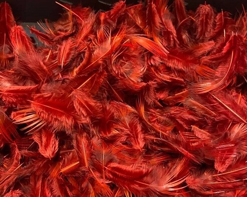 Dyed golden pheasant - golden,