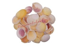 Cockle shells seashells - cockle, beach