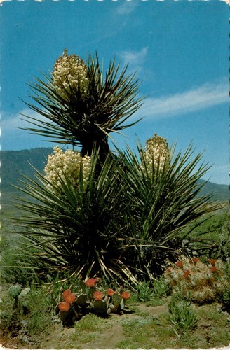 Desert yucca beavertail - desert, yucca,