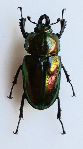 Phalacrognathus muelleri - phalacrognathus,