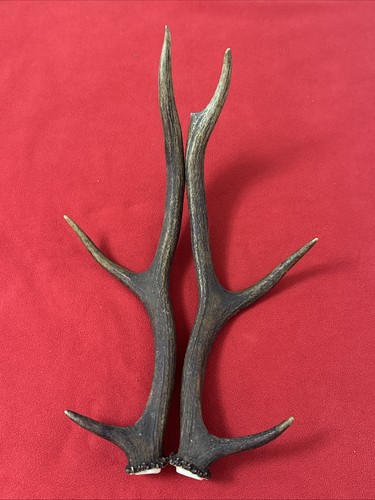 Pair red deer - of,