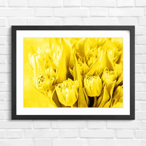 Pink tulip flower bouquet - tulip,