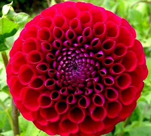 Amy cave dahlia plant - cave,