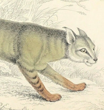 Cat print Felis Chaus