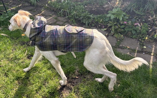 Packable tartan dog - tartan, coat