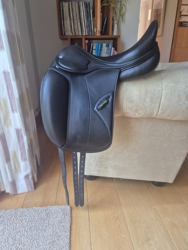 Amerigo pasubio dressage - amerigo,