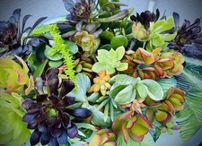 15 fresh Succulent Cuttings