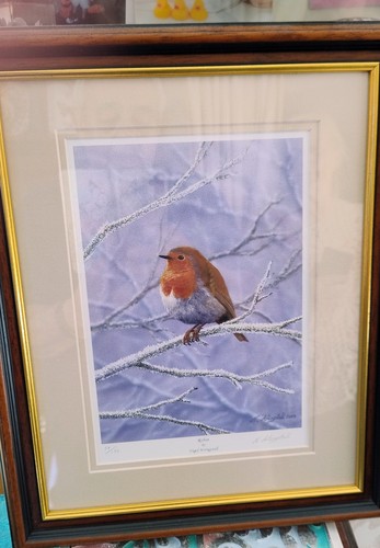 Bird robin fine art print - bird/robin,