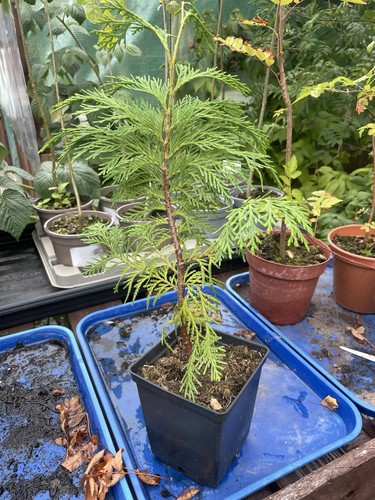 Lawson cypress - lawson,