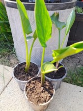 White Calla Lily Aethiopica"Arum Lily". Pack Of 3