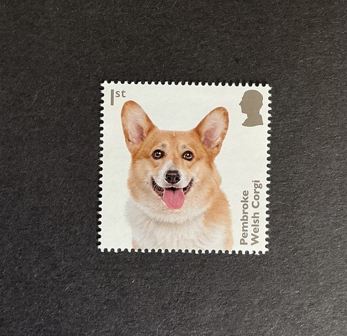 Pembroke welsh corgi 2024 - corgi, on