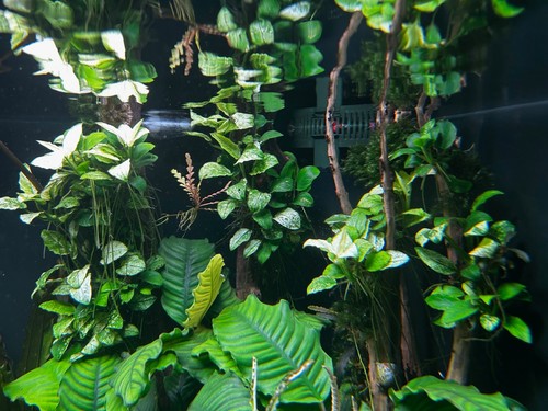 Anubias barteri var nana - barteri,