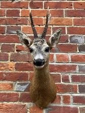 Brand New Real Roe Buck