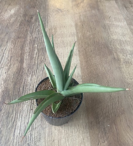 Sansevieria platinum crown - platinum,