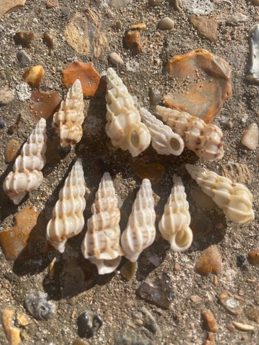 Natural wentletrap - natural,