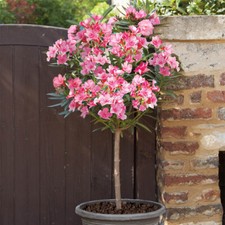 Oleander Standards Pair