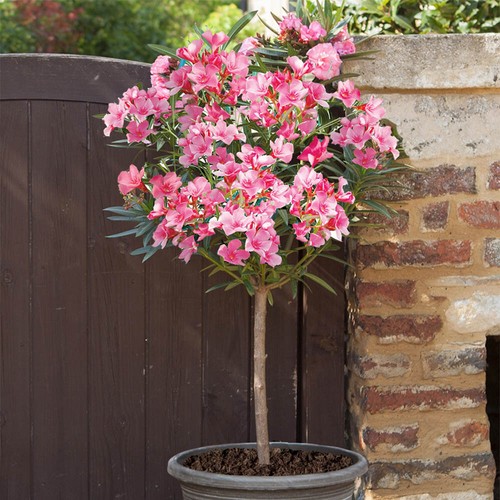Oleander standards pair - oleander,