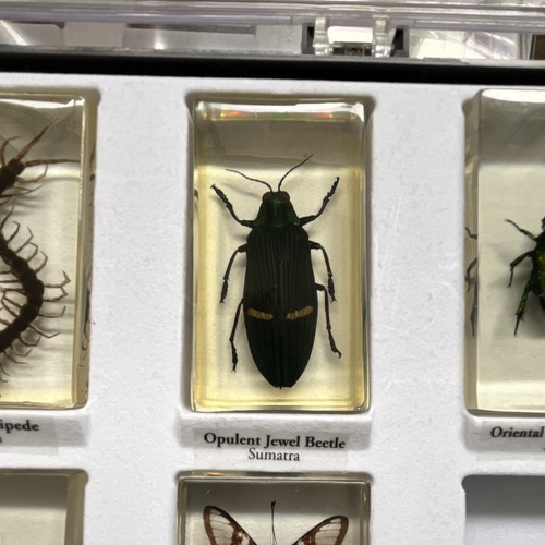 Opulent jewel beetle real life - opulent,