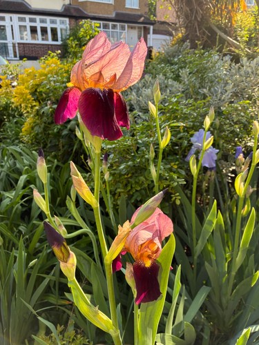 Historic iris germanica - historic,