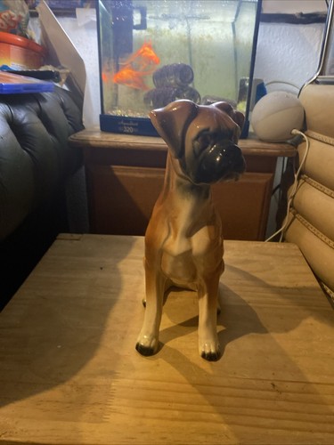 Sitting down boxer - , dog