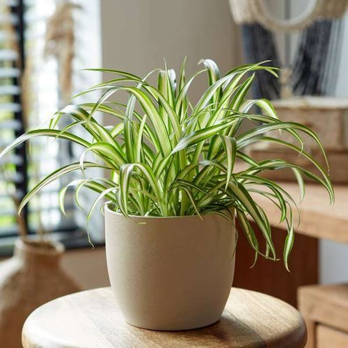 20cm chlorophytum comosum - 20cm,