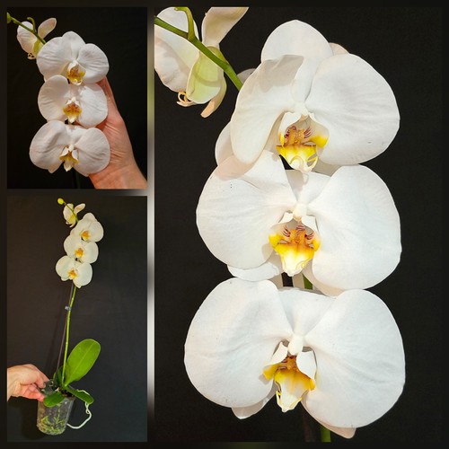 Phalaenopsis white flower - white.,