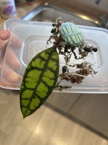 Hoya callistophylla black cat - hoya,