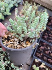 Sedum brevifolium, rarely