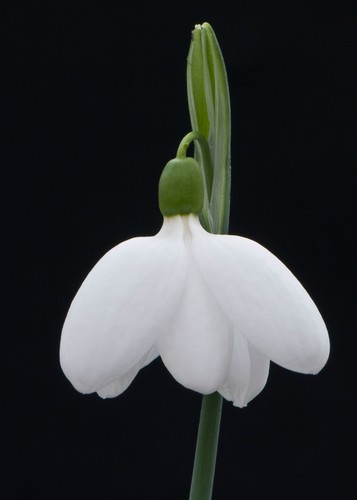 Galanthus bowles snowdrop - galanthus, e