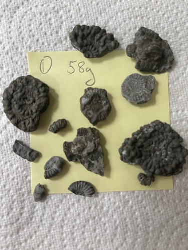 Charmouth pyrite ammonite - charmouth, &