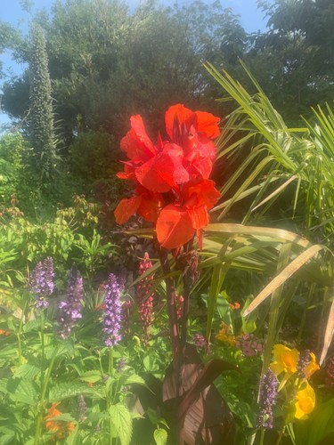 Canna lily tropicanna black - canna,