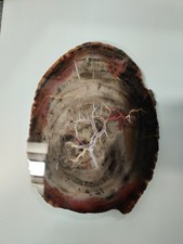 Fossil Petrified Wood 12mm