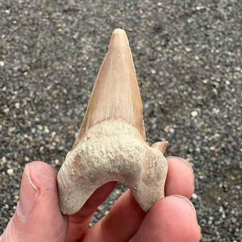 Fossil shark tooth - fossil,