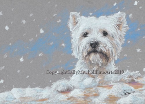West highland terrier - terrier, dog