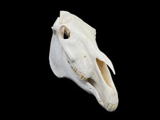 Real Horse Skull, White Bone