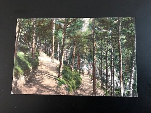 Postcard pine walk - pine,