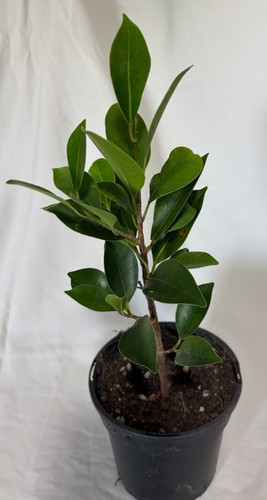 Ficus microcarpa indoor