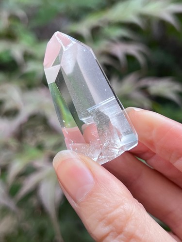 Large lemurian seed very - seed,