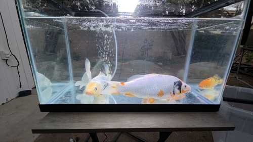 Koi live inches pond - live, 8-12