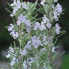 Rosmarinus Miss Jessop's Upright Rosemary Herb Flowering Plant | 17cm/2L