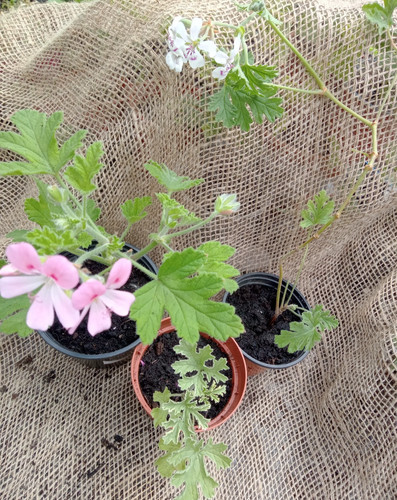 Scented pelargonium lady - pelargonium, 3,