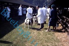 Jacob Rams sheep  at Royal