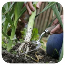 Leek 'Mussleburgh' Mini Plug