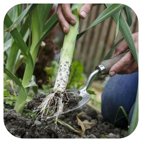 Leek mussleburgh mini plug - leek,