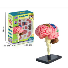 High-Quality 4D Human Brain Anatomy Model Assembly DIY for Medical Biology Studi
