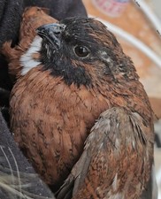 12  Bobwhite Quail Eggs