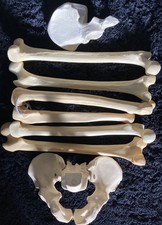Femur and Tibia Knee Joint and Flexible Female Pelvis Model saw bones 