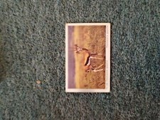 Sk13 Trade Card Dandy Wild