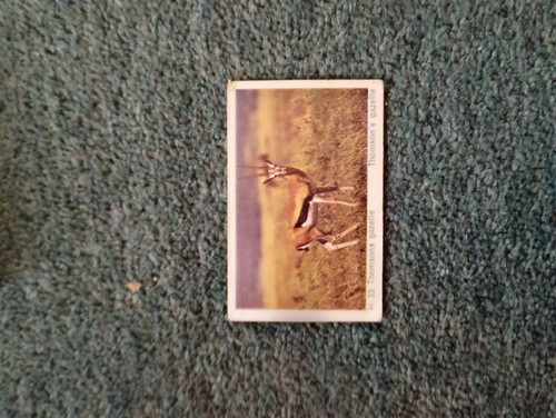 Sk13 trade card dandy wild - sk13,